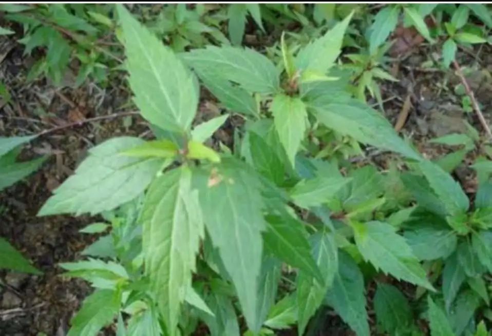 微信圖片_20220516090153.jpg 微信圖片_20220516090153.jpg